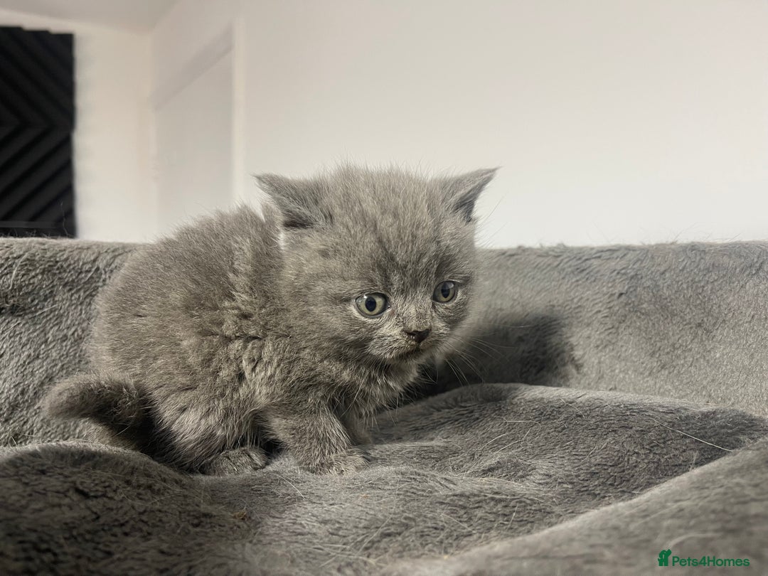 British Shorthair cats for sale: 2 british blue shorthair boys - Advert 4