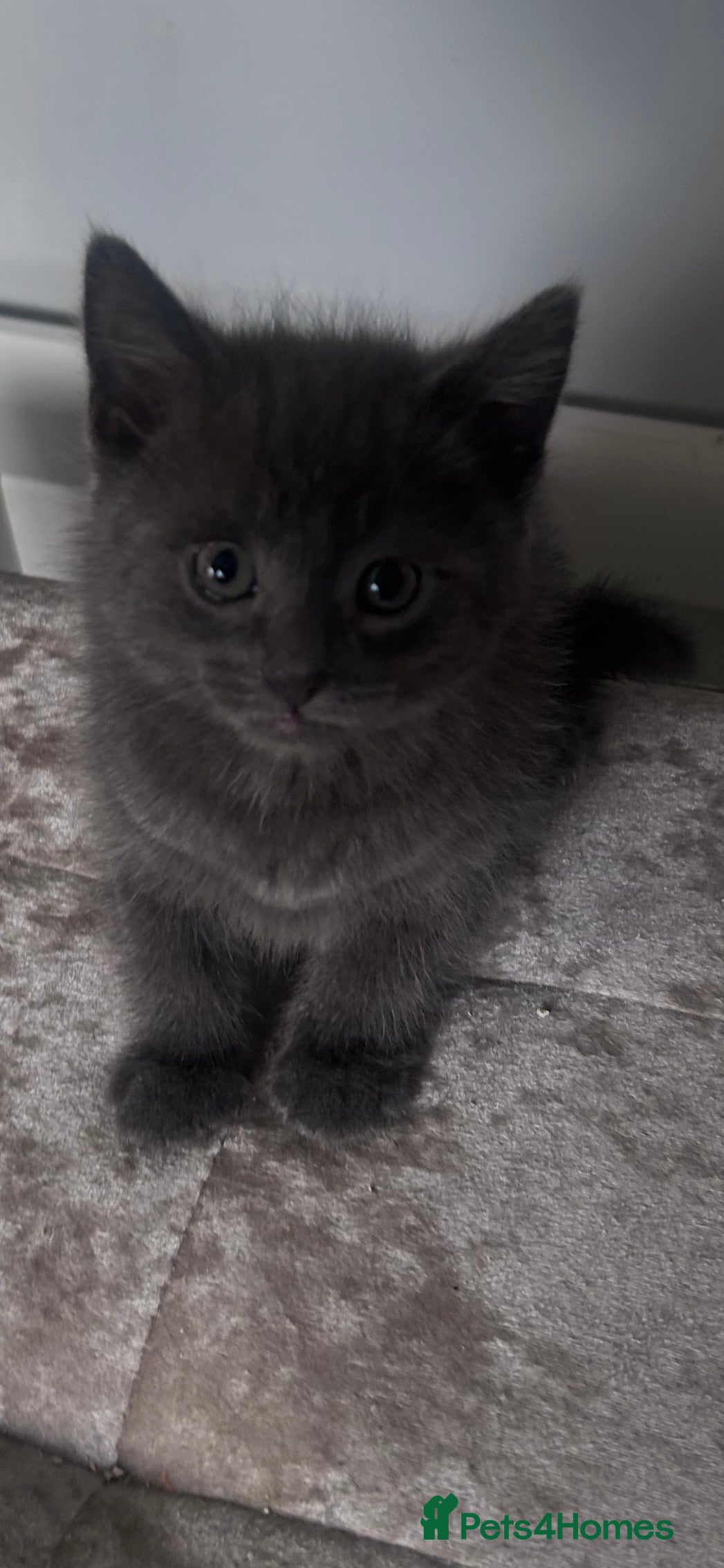 Mixed Breed cats Kittens for sale  - Advert 1