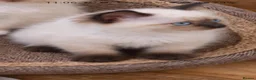 Siamese cats for sale: Siamese crosed with Ragdol - Advert 6