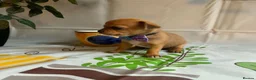 Chihuahua dogs for sale: Beautiful Chihuahua Puppies - Advert 10