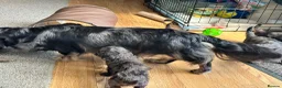 Doxiepoo dogs for sale: Stunning dachshund/poodle pups - Advert 12