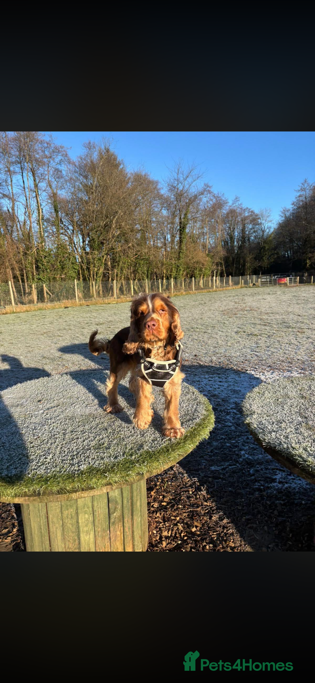 Cocker Spaniel dogs for stud: Cocker Spaniel for stud  - Advert 2