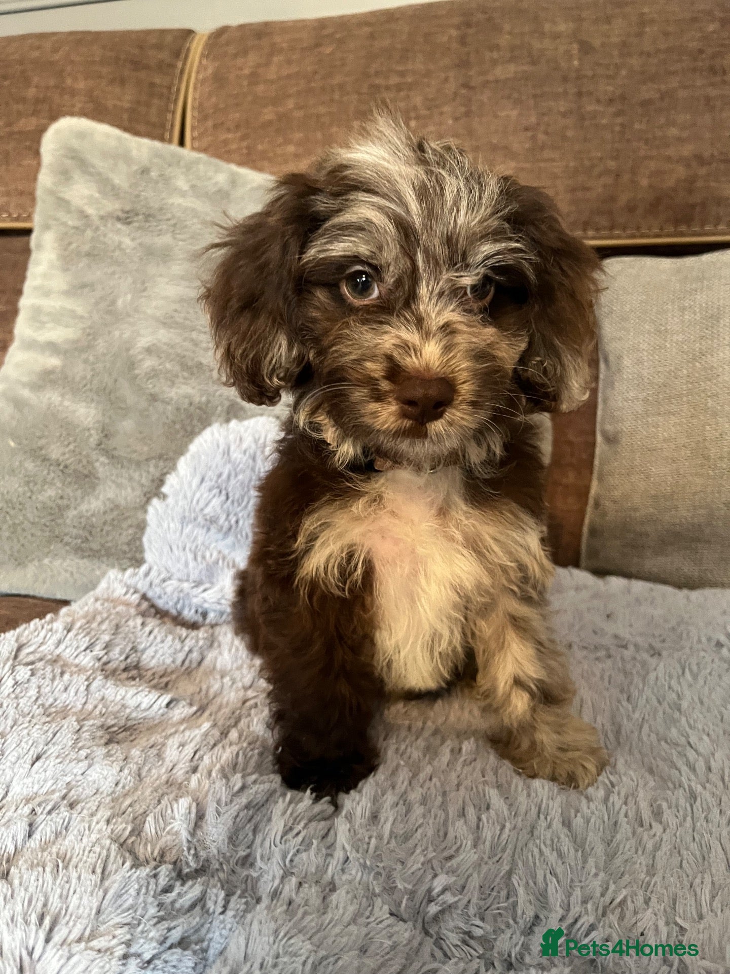 Cockapoo dogs 💙Beautiful,super friendly,Cockapoo F1 Puppies  - Advert 11