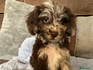 Cockapoo dogs 💙Beautiful,super friendly,Cockapoo F1 Puppies - Advert 11