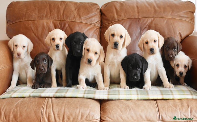 Labrador Retriever dogs - Advert 9