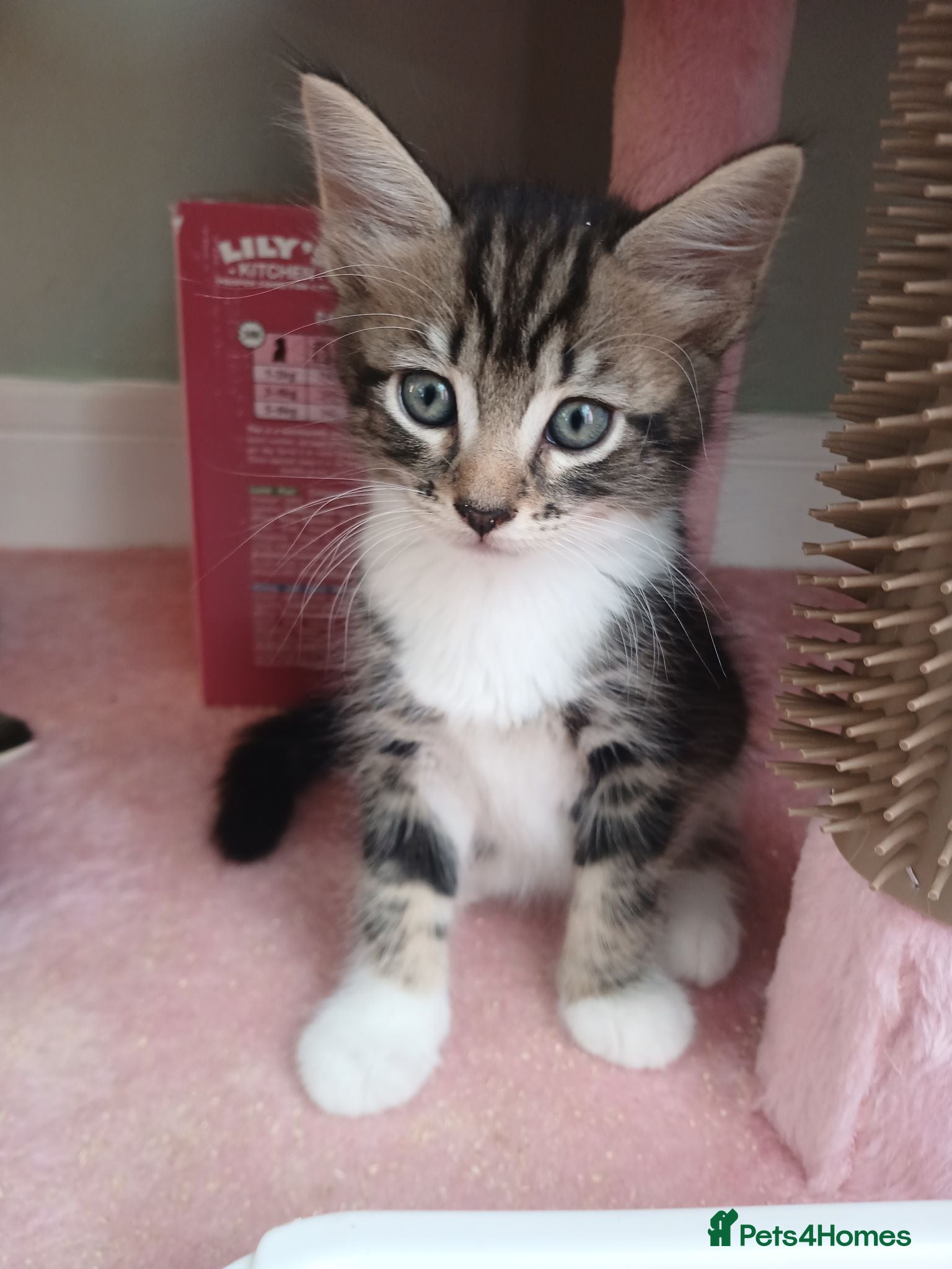 Mixed Breed cats Bengal - Maincoon mix - Advert 6