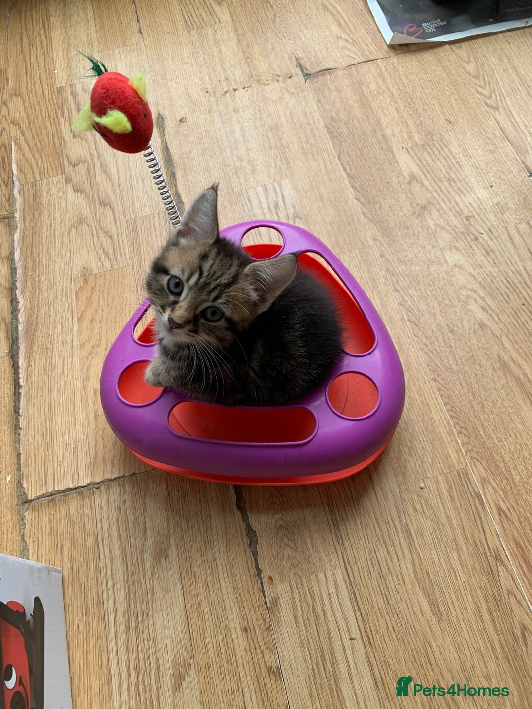 Mixed Breed cats for sale: 3 male 2 female kittens - Image 8