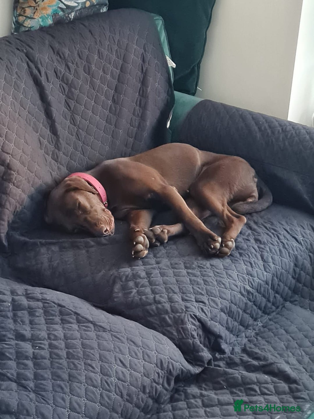 Mixed Breed dogs for adoption: Chocolate (Labrador/Pointer mix) - Advert 14