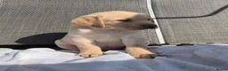 Labrador Retriever dogs for sale: Stunning KC Registered Labrador Retriever  - Advert 6