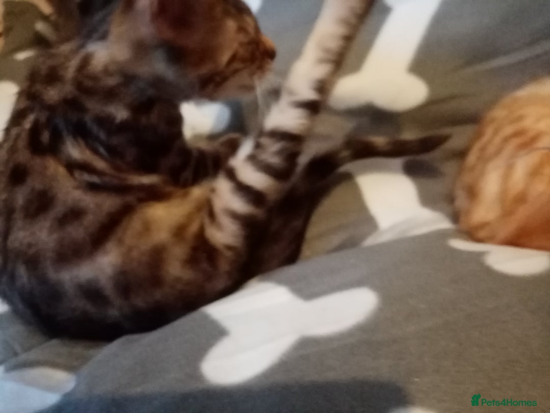 Mixed Breed cats for sale: Cute and Playful Kittens - Advert 26