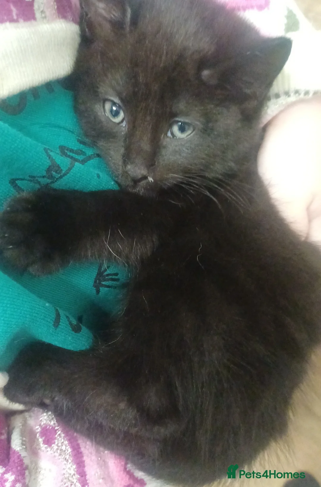 Mixed Breed cats for sale: Beautiful kittens - Advert 8