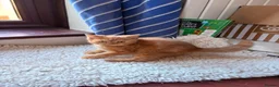 British Shorthair cats for sale: Fawn Tortie & Cinnamon Tortie sisters - Advert 15