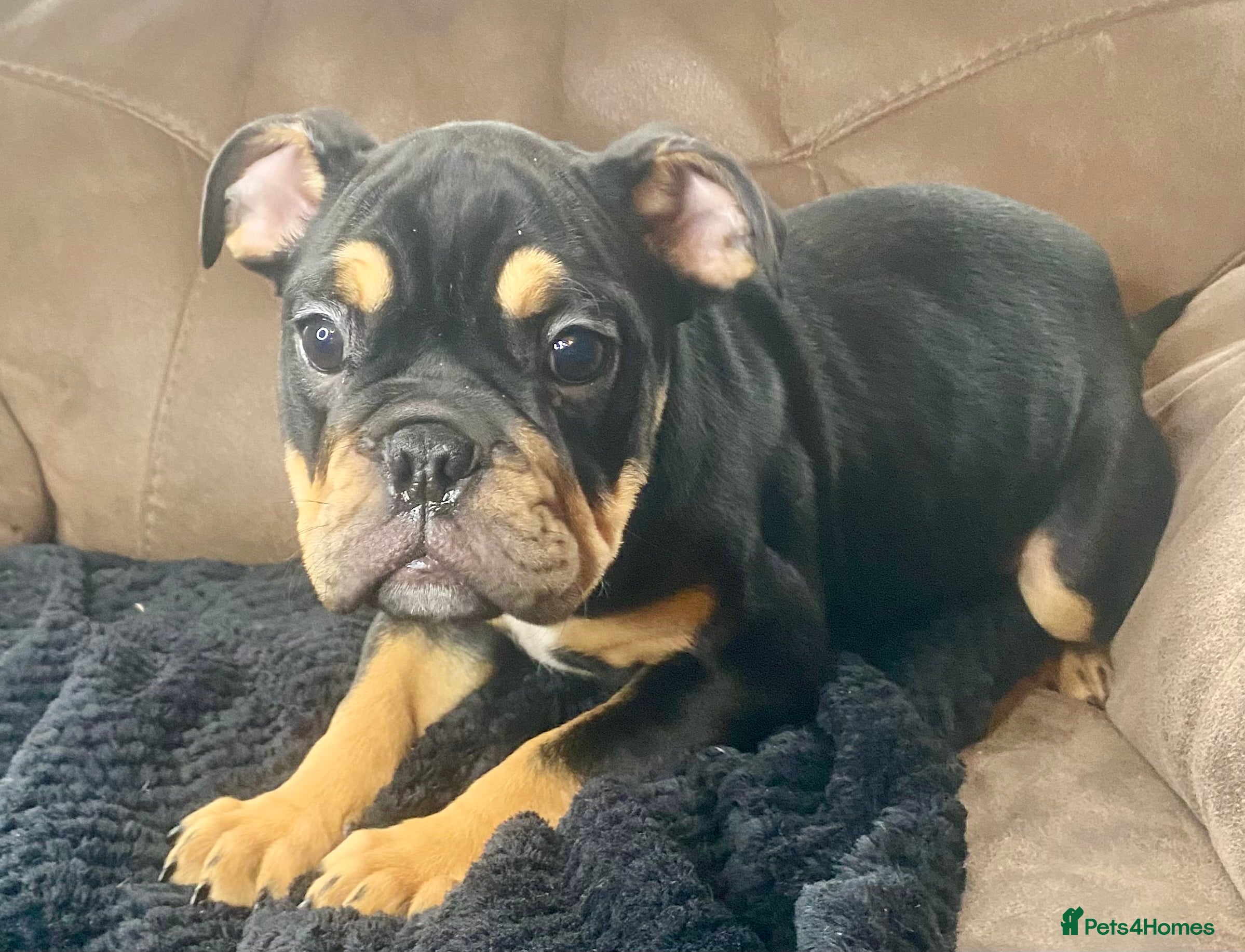 English Bulldog dogs English bulldog puppies for sale  - Advert 14