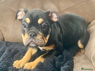 English Bulldog dogs English bulldog puppies for sale - Advert 18