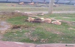 Ducks poultry for sale: Muscovey Ducks for sale - Image 1