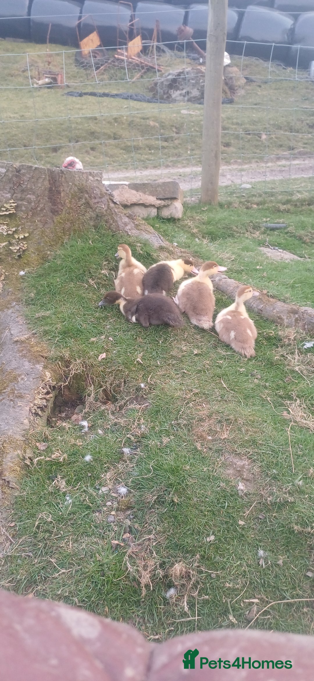 Ducks poultry for sale: Muscovey Ducks for sale - Image 1