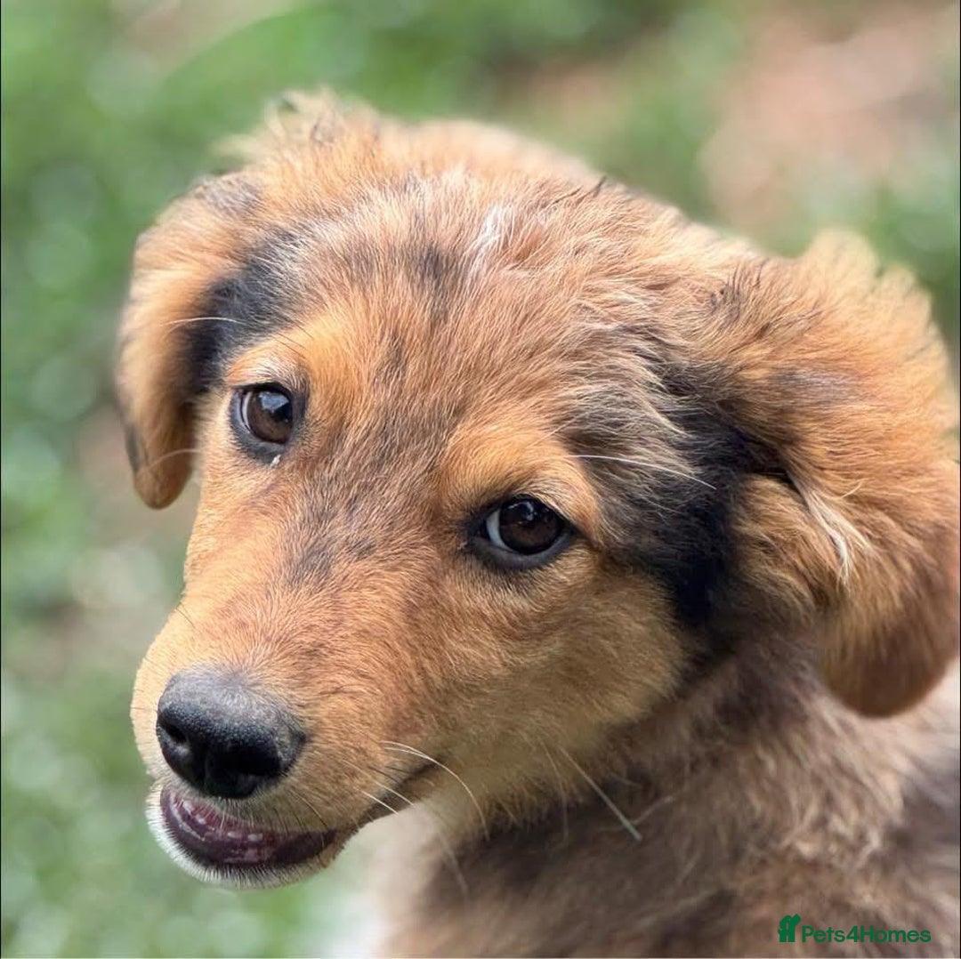 Mixed Breed dogs for adoption: JASPER - a Superb Puppy Boy, for a Loving Home - Image 3