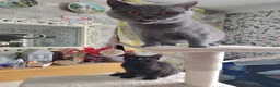 British Shorthair cats for sale: Beautiful kitten - Advert 15