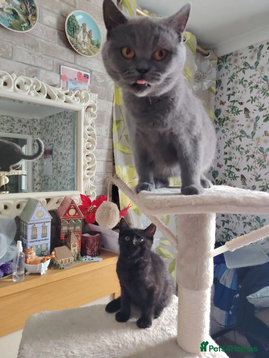 British Shorthair cats for sale: Beautiful kitten - Advert 15