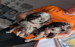 Cockapoo dogs for sale: F1 Toy Cockapoos - Image 16