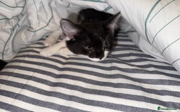 Mixed Breed cats for sale: One kitten left with lovely markings! - Image 6