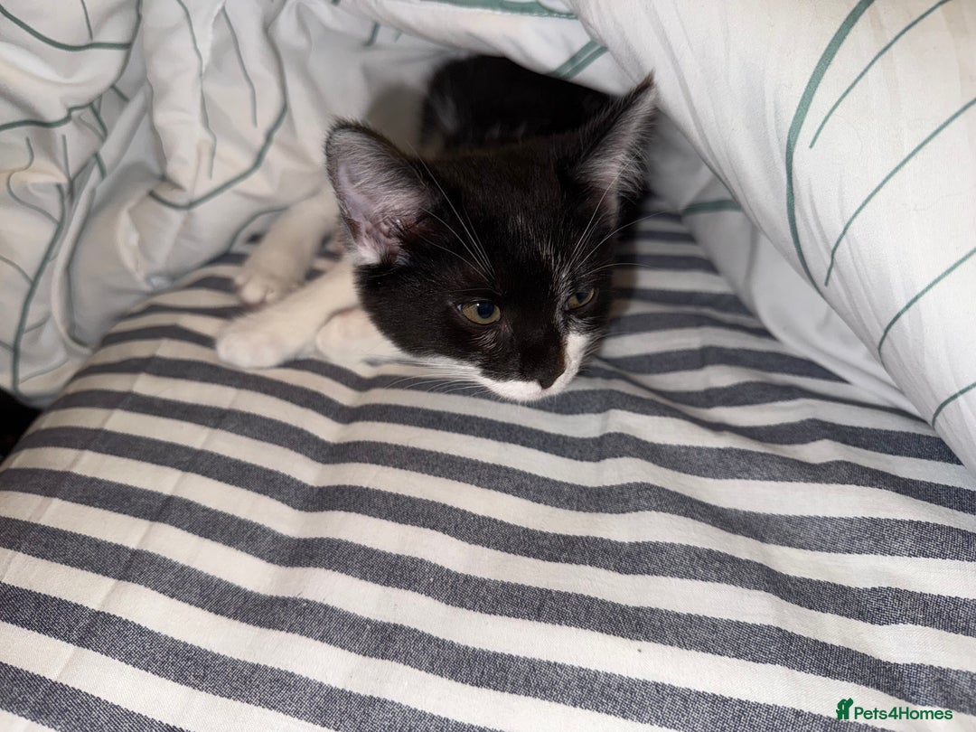 Mixed Breed cats for sale: One kitten left with lovely markings! - Image 6