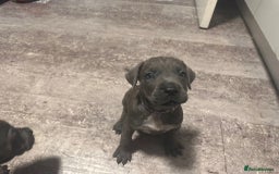 Cane Corso dogs for sale: Cane corso puppies - Image 5