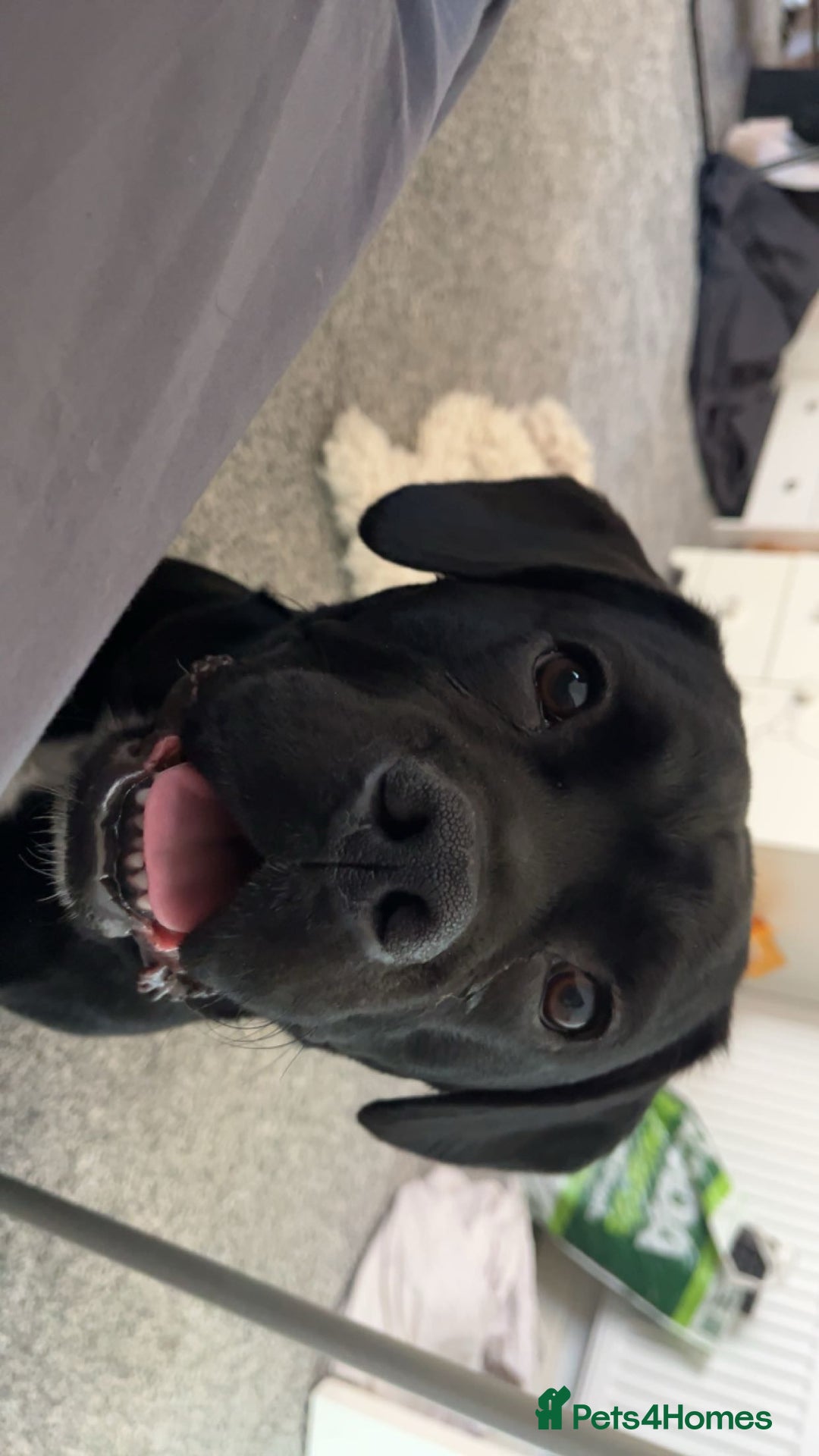 Mixed Breed dogs for sale: Rocky  - Advert 3