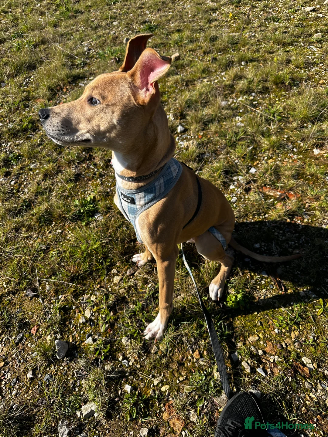 Mixed Breed dogs for sale: Rehome 11 month old greyhound x staffy  - Advert 1