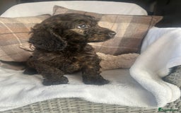 Cockapoo dogs for sale: F1 miniature gorgeous cockapoo puppies  - Image 12