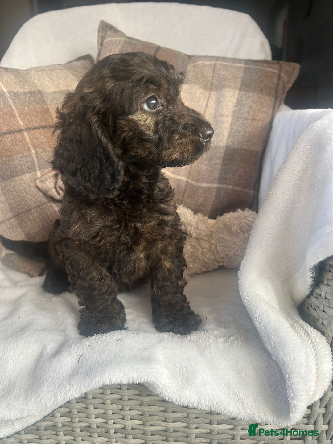 Cockapoo dogs for sale: F1 miniature gorgeous cockapoo puppies  - Image 12