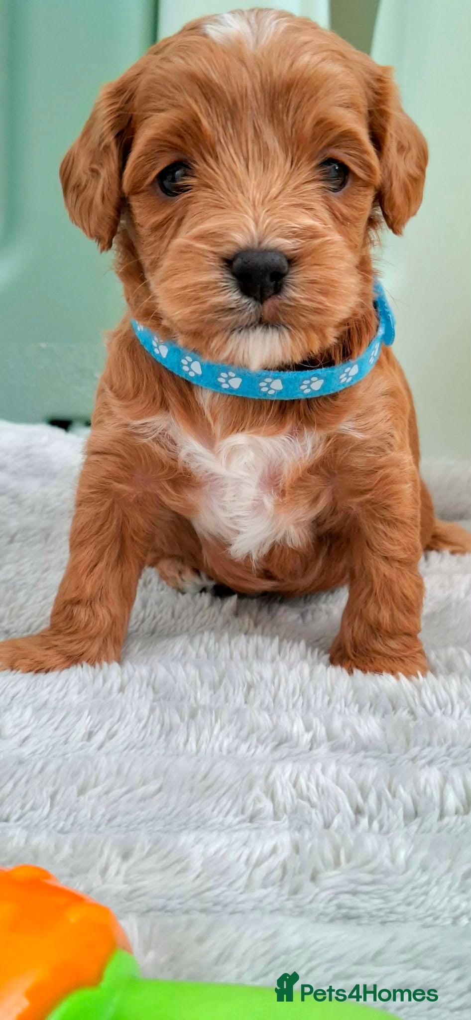 Cavapoo dogs 🥇❤️Beautiful F1 Cavapoo 5★ - Advert 2