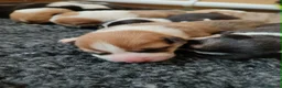 Welsh Corgi Pembroke dogs for sale: Welsh Corgi (Pembroke) - Advert 7