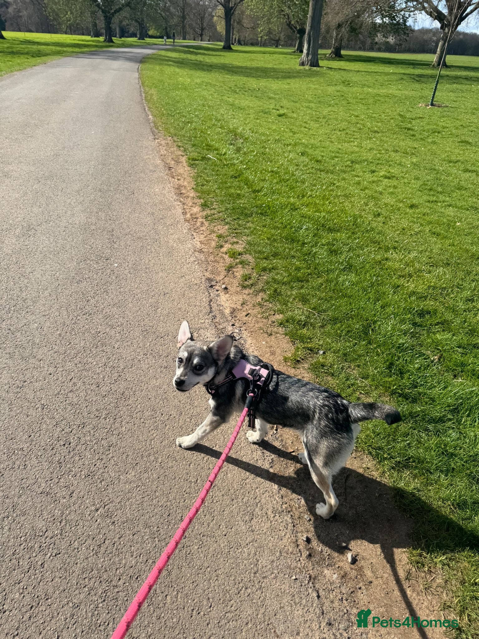 Mixed Breed dogs Bingo needing a home - Advert 1