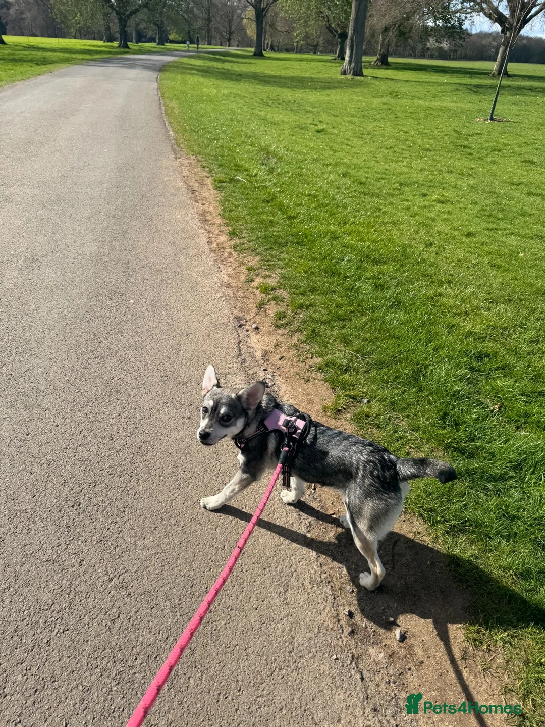 Mixed Breed dogs for sale: Bingo needing a home - Advert 1
