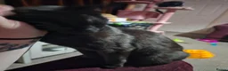 Mixed Breed cats for sale: 2 x female cats (sisters from same litter) in Nuneaton - Advert 12
