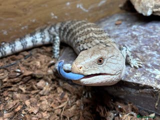 Skink reptiles Blue tounge skink - male - Advert 11