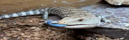 Skink reptiles for sale: Blue tounge skink - male - Advert 1