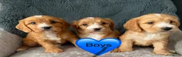 Cavapoo dogs for sale: Cavapoo’s in Manchester - Advert 5
