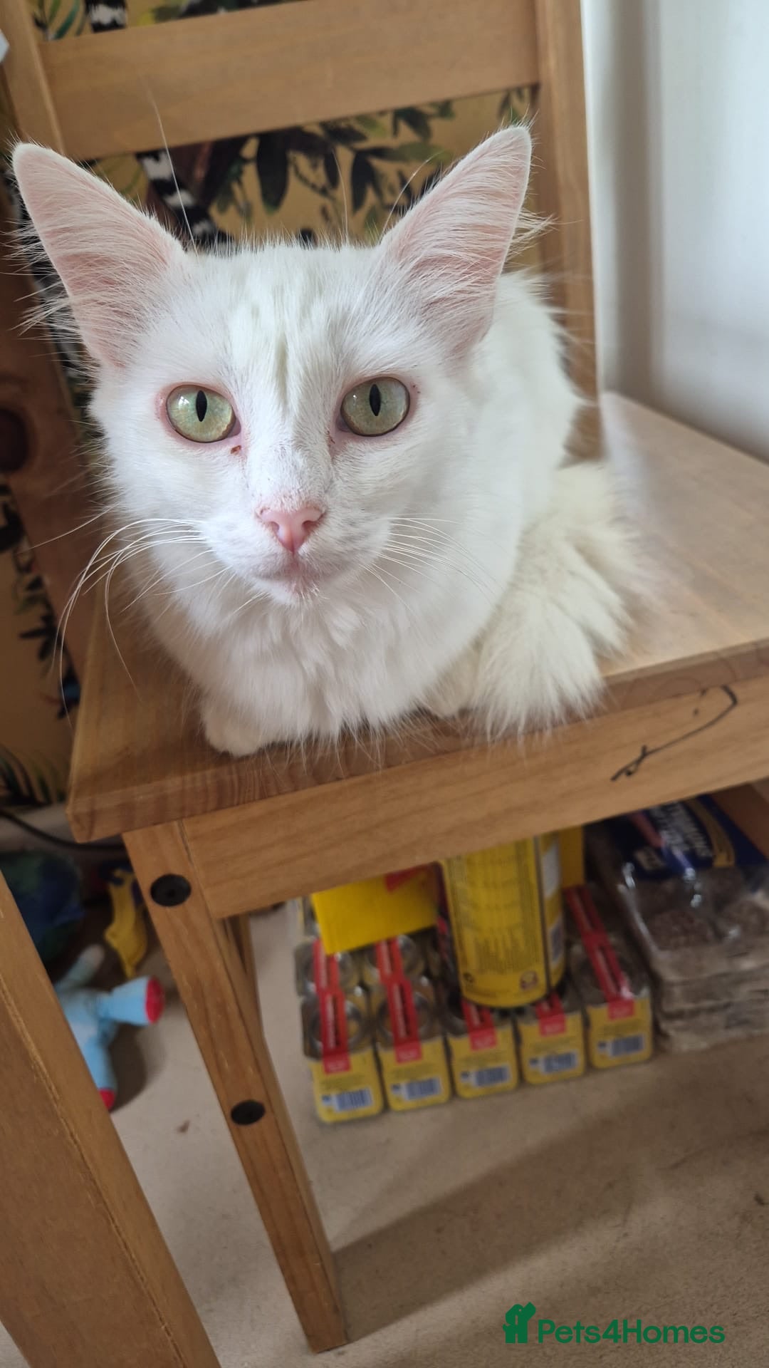 Mixed Breed cats Turkish Angora Cross  - Advert 11