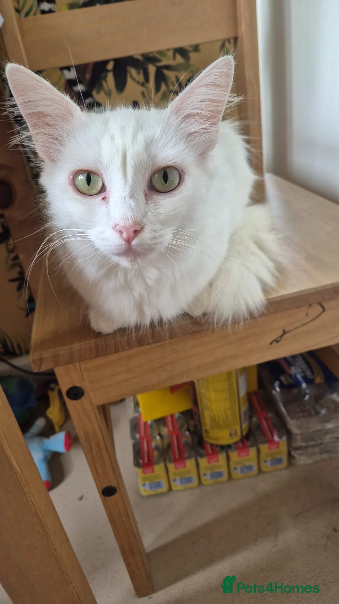 Mixed Breed cats for sale: Turkish Angora Cross  - Advert 1