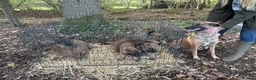 German Shepherd dogs for sale: Beautiful Malinois puppies for sale  in Lincoln - Advert 2