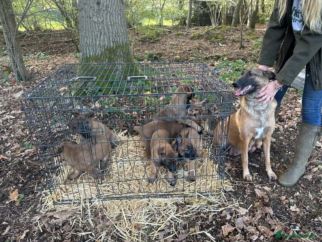 German Shepherd dogs for sale: Beautiful Malinois puppies for sale  in Lincoln - Advert 2