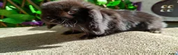 Mini Lop rabbits for sale: Mini lop - Advert 14