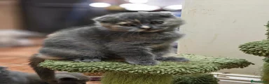 Scottish Fold 4