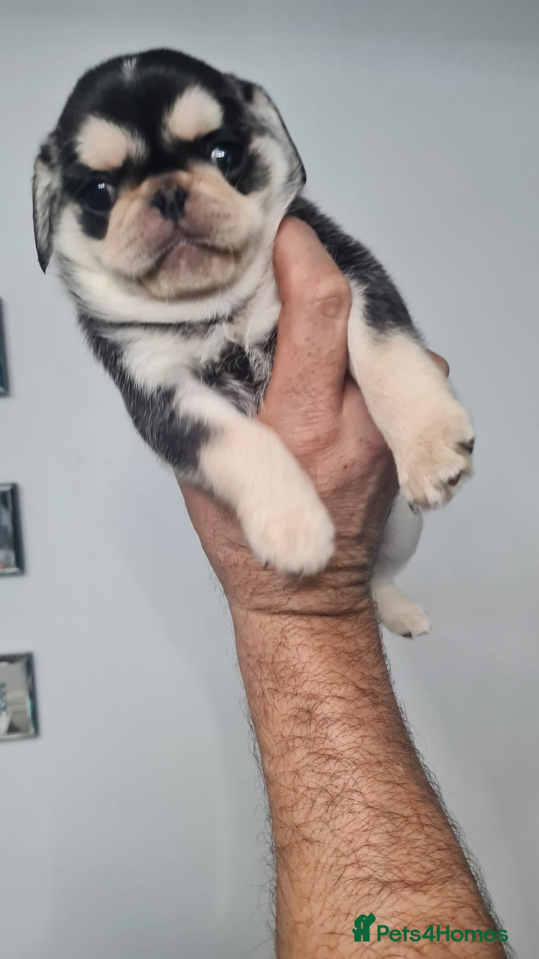 Pug dogs for sale: Pug 1 boy kc  - Advert 32