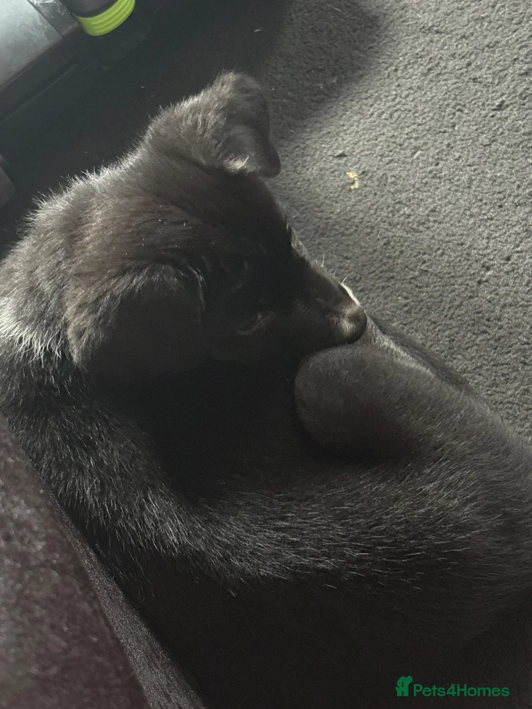Mixed Breed dogs for sale: 9 week old puppy Moxxi - Advert 2