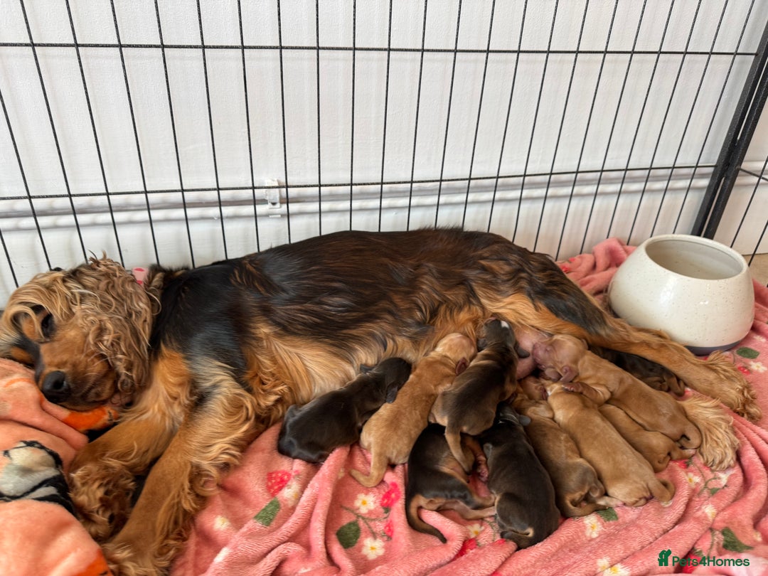 Cocker Spaniel dogs for sale: Show cocker spaniels  - Image 4