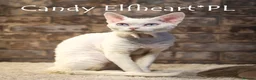 Devon Rex cats for stud: Stunning white boy with blue eyes for stud in Whitchurch - Advert 3