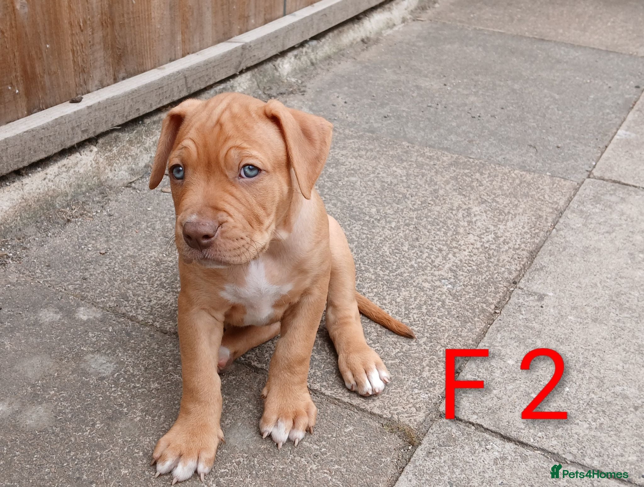 American Bull Staffy dogs American Bull - Advert 2